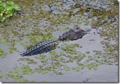 Gator at Lettuce Lake Park in Tampa FL