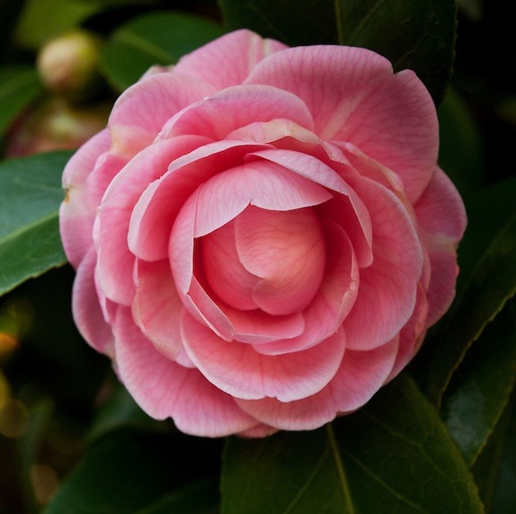 [Camelia-Rosa2.jpg]