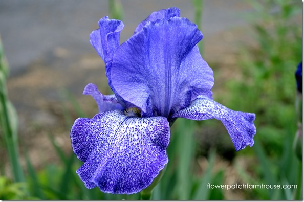 purple spotted iris