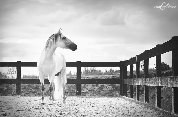 Elisabeth Panepinto Photography