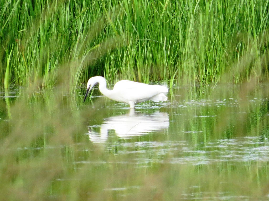 [027-1--Little-Egret2.jpg]