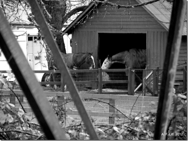 Horses, Springwater Corridor.  Photo of the Day, February 2, 2012. Portland, Oregon.  January 20, 2012.
