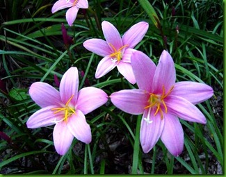 Zephyranthes pink