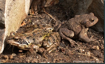 8 frog-and-toad