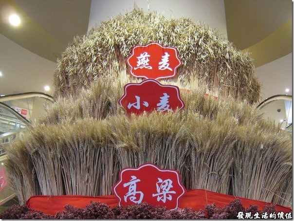 上海-西貝攸面村。燕麥、小麥、高粱。