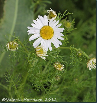 40-Scentless-Mayweed