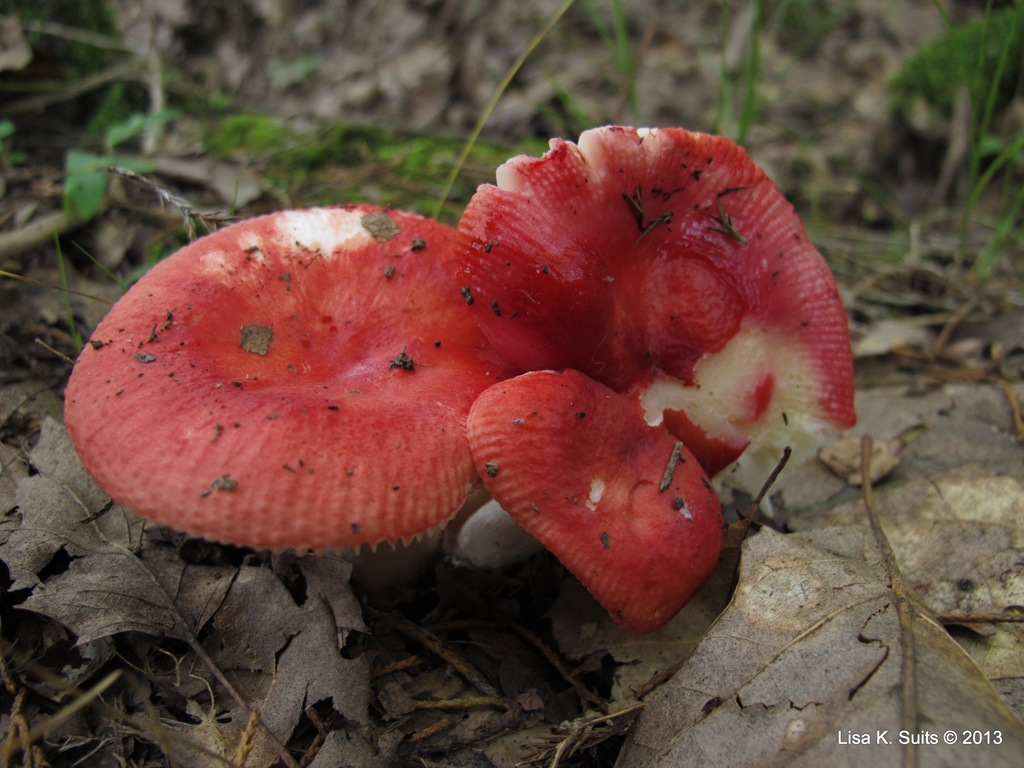 [Russula%2520red%255B3%255D.jpg]