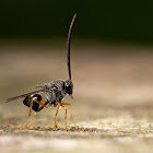 Eucharitid wasp