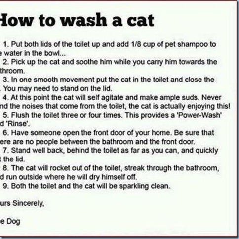 Kitty Wash.....