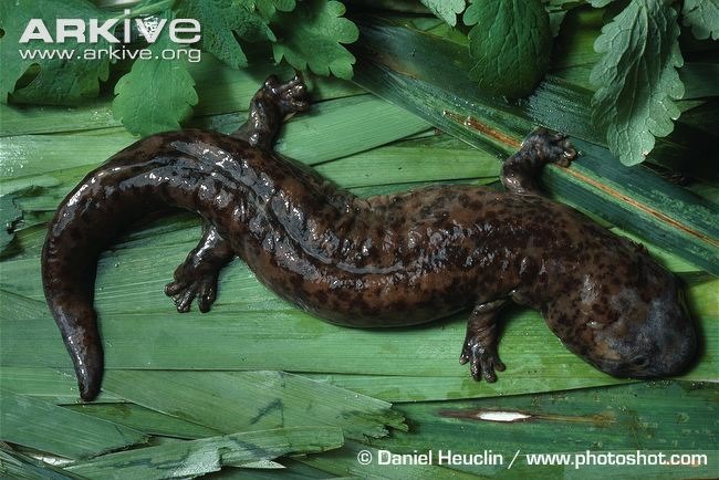 [Amazing%2520Animals%2520Pictures%2520Chinese%2520Giant%2520Salamander%2520%25281%2529%255B5%255D.jpg]