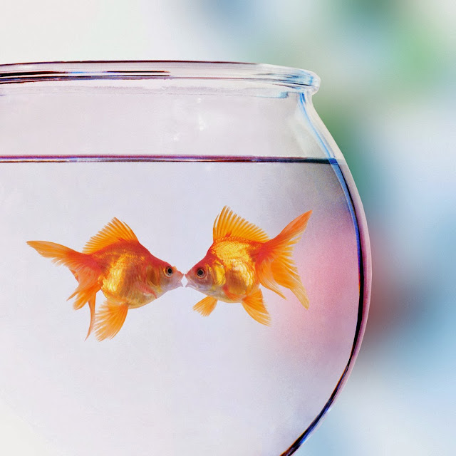 Goldfish Kissing --- Image by © Denis Scott/Corbis