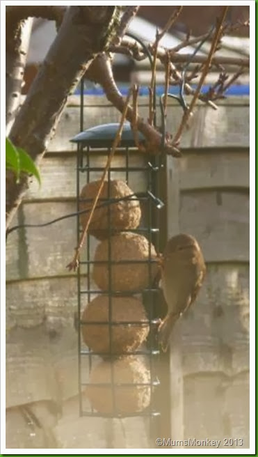 Christmas Morning bird.