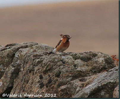 53-stonechat-and-emperor