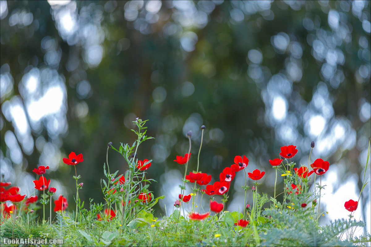 Анемоны (каланиет) пустыни Негев - Фестиваль Даром Адом в LookAtIsrael.com - Фото путешествия по Израилю | Red South festival of anemones in Negev | דרום אדום - קלניות בבארי