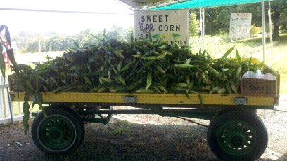 fresh corn from the farm