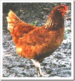 rhode-island-red-chicken-0001