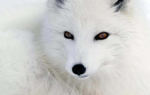 Arctic Fox Wallpapers HD