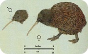 kiwi_australe_Apteryx_australis