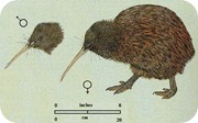 kiwi_australe_Apteryx_australis kiwi_australe_Apteryx_australis