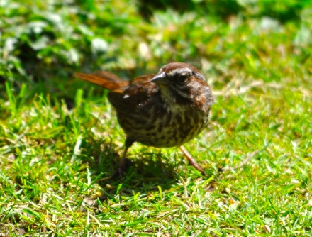DSC_0443.jpg DSC 0443