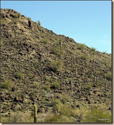 Saguaro Cactus all over the mountain.