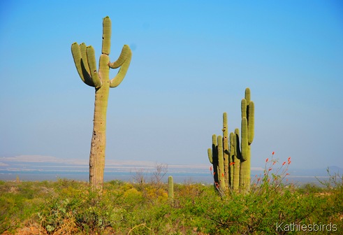 1. Saguaros-kab