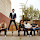 Plain White T's