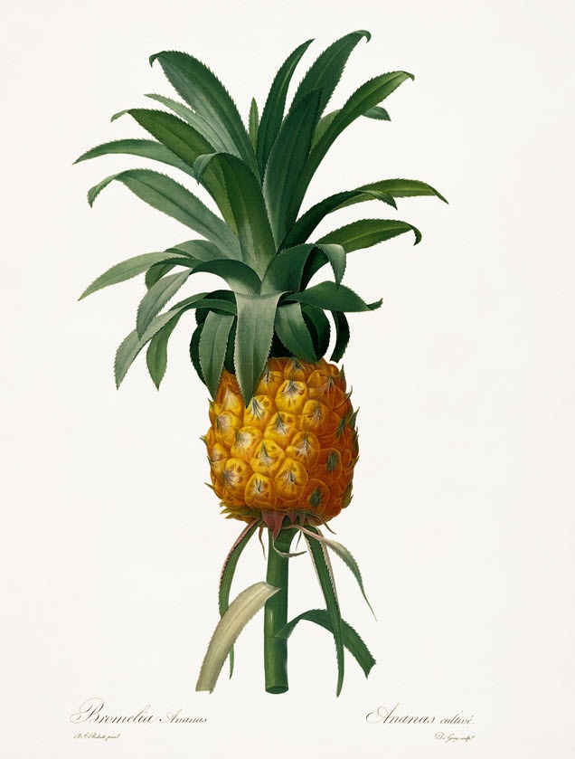 [redoute_Ananas-cultive3.jpg]