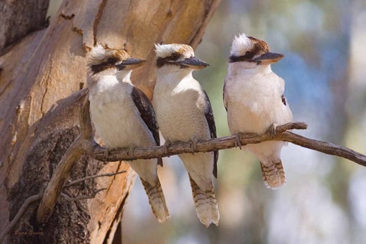 three-kookaburras-australian-animals-to-show-my-fans-30545259-1200-800
