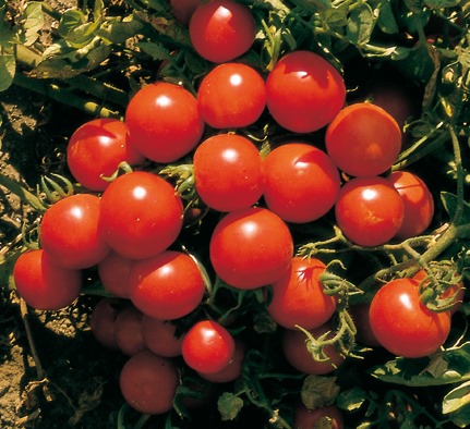 [TO-TONDINO-MAREMMANO2.jpg]