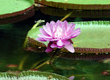 Water lily, post-opening