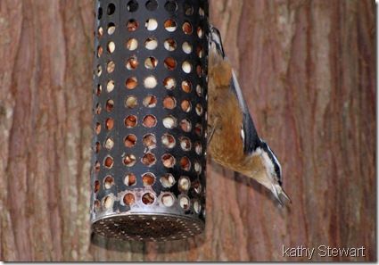 Red-breasted nuthatch at Peanut feeder