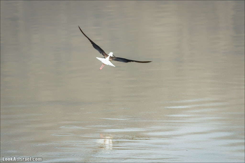 LookAtIsrael.com: Фото-блог о путешествиях по Израилю. Тель Авив, Иерусалим, Хайфа 