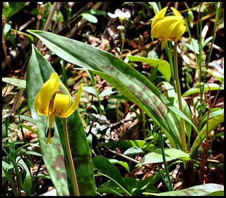 04 - Spring Wildflowers - Turks Cap Lilies