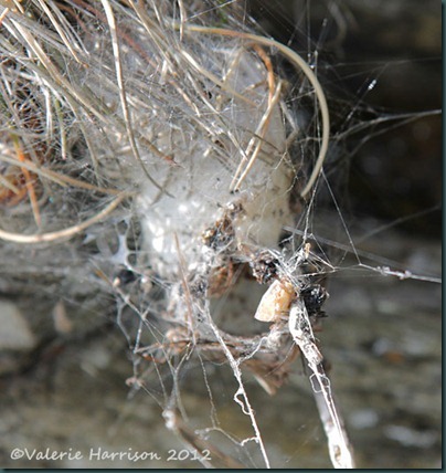 46-spiders-nest
