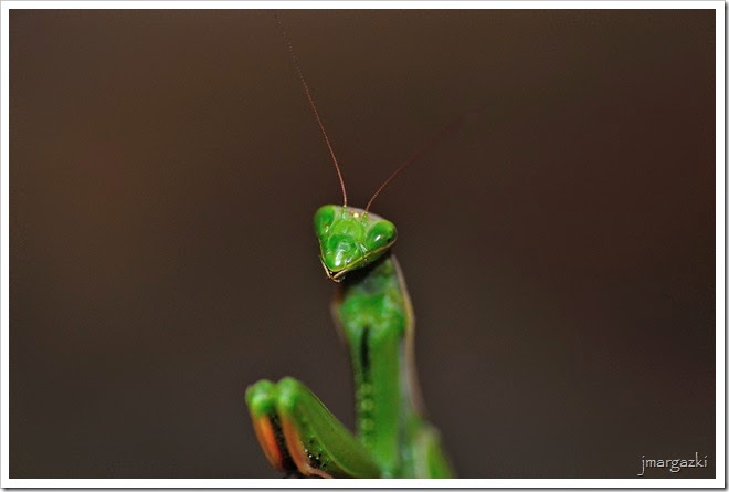 la-sonrisa-de-la-mantis