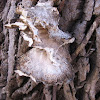 Unkown fungus