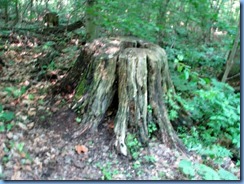 4911 Laurel Creek Conservation Area - afternoon walk - Bigfoot Geocache in stump