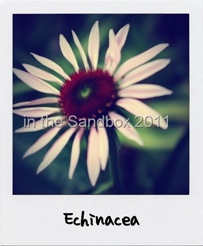 [Echinacea%2520poloroid%255B10%255D.jpg]