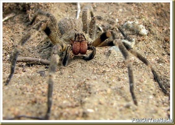 The Brazilian wandering spider The Brazilian wandering spider