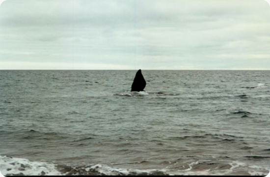 balena2