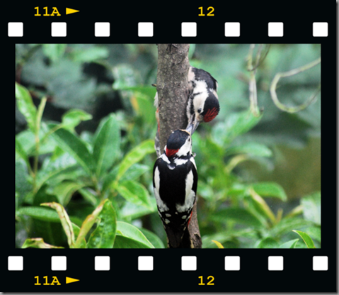 Male woodpecker feeding young 06 film png