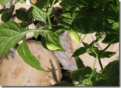 IMG_6922 IMG_6922