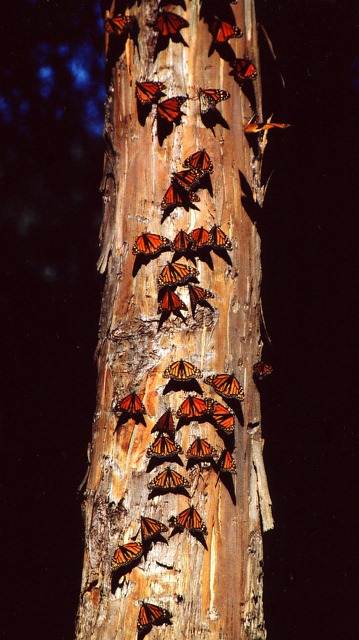 [monarch-butterflies-on-tree%255B2%255D.jpg]