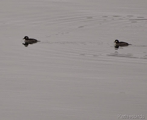 DSC_0406 Buffleheads at MP Boat launch-kab