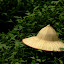 Longjing tarasy herbaciane
