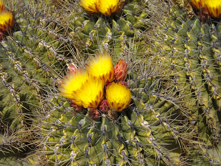 Cactus ȋnflorit Lanzarote