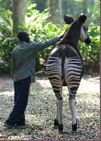 Amazing Animal Pictures Okapi (2)