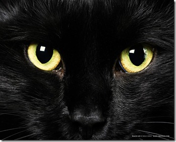 Black-Cat-Yellow-Eye-Wallpaper