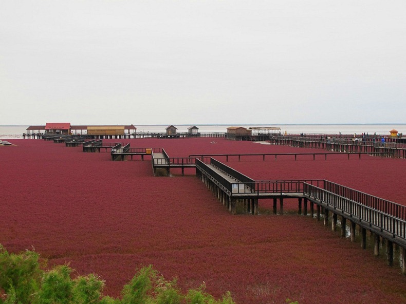 الحمراء panjin-red-beach-72.